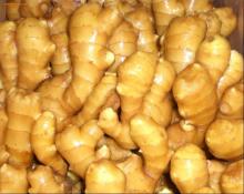Fresh / Dried Ginger