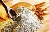  WHEAT   FLOUR  FROM INDIA /  TURKEY 