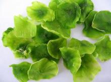 dehydrated lettuce flakes