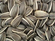  sunflower  seed,  sunflower   oil   seeds 