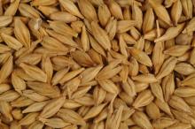 Feed Barley, mustard seeds