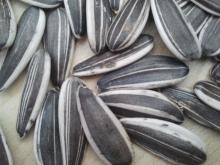 striped sunflower seeds 5009