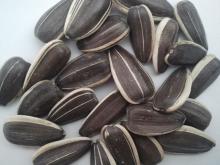 round shape striped sunflower seeds