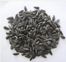  oil   sunflower   seed s for  oil  refine