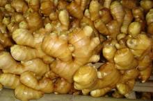 new fresh  2012   ginger 