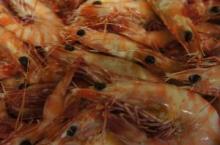 Frozen  Tiger  Prawn..
