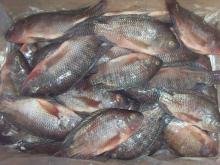Frozen Tilapia Fish W/R WGS WGGS