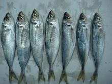 Frozen Horse Mackerel Fish