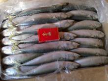 Frozen Mackerel fish