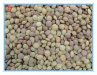  LENTIL S