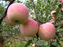 red apple