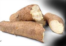  FROZEN   CASSAVA  / TAIOCA / YUCA