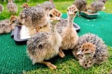  ostrich  chicks and  ostrich   fertile   egg s