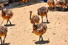 ostrich chicks