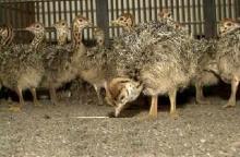 fertile ostrich eggs and ostrich