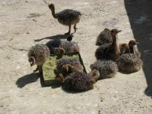ostrich