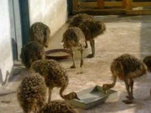 emu ostrich eggs and chicks