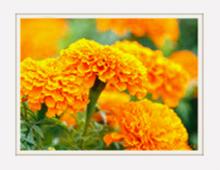 Food-grade lutein powder
