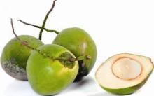 Fresh Young Coconut From Vietnam