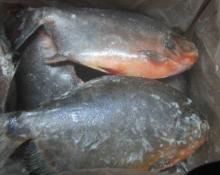 Frozen Red Pomfret (Colossoma Brachypomum)
