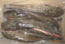 Frozen Catfish (500/1000g,1000-2000g)