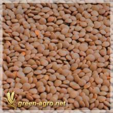 Red lentils (cleaning machine)