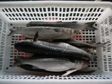 Grey mullet whole gutted