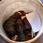 live,fresh and frozen lobsters for sale