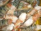 fresh, frozen lobster for sale