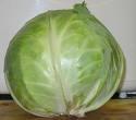 Fresh Cabbage