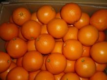 Fresh Orange
