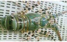 Vietnam ornate spiny lobster