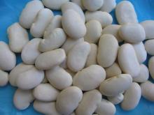 Big white kidney beans