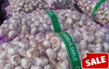 supply fresh raw garlic good quality with low price NEW!