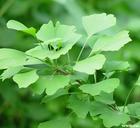 Gingko Biloba Leaf Extract Powder