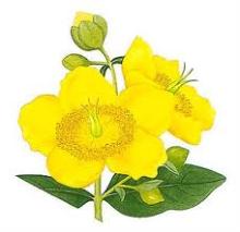 Hypericum Extract Powder