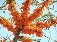  Sea   Buckthorn   Extract   Powder 