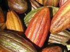 100% Natural Alkalized Cocoa Powder 10%-12%