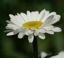 100% Natural Chamomile Flower Extract Powder with 99% Apigenin