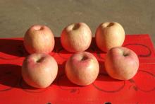 fresh red apple