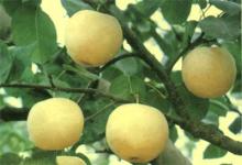 chinese  fresh   ya   pear 