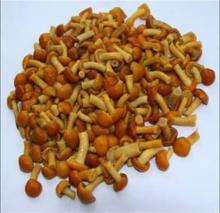  Nameko   mushroom  in bine