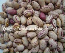 Light Speckled Kidney Beans Oval Shape