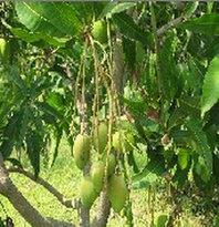  Mangiferin   Extract s