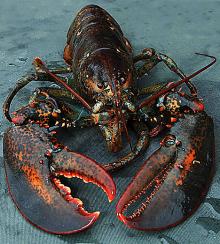 giant jumbo lobsters for sale