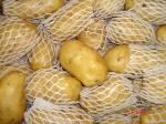 Fresh Potato of New Crops