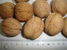 Walnut in shell