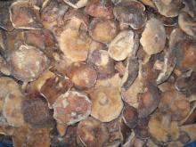 IQF Suillus Granulatus