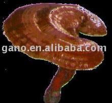 Ganoderma Lucidum