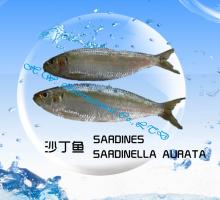 sardine